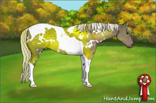 Horse Color:White Spotted Silver Black Tobiano 