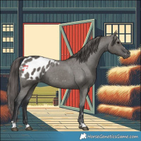 Horse Color:Grullo Appaloosa 
