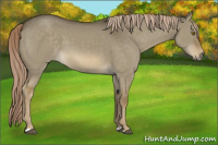Horse Color:Chocolate Palomino Dun