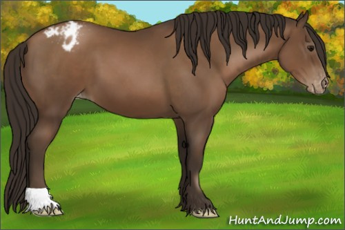 Horse Color:Gray Black Pearl Appaloosa 