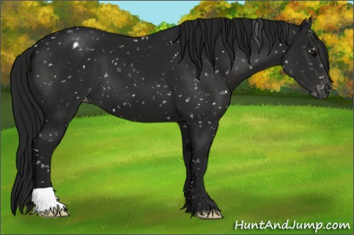 Horse Color:Gray Black Appaloosa 