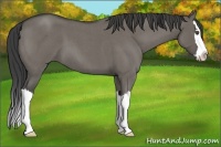 Horse Color:Smoky Grullo Roan Splash