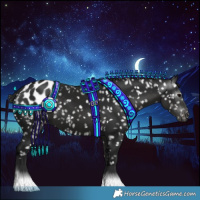 Horse Color:Gray Black Appaloosa 