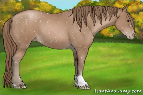 Horse Color:Black Pearl Appaloosa 
