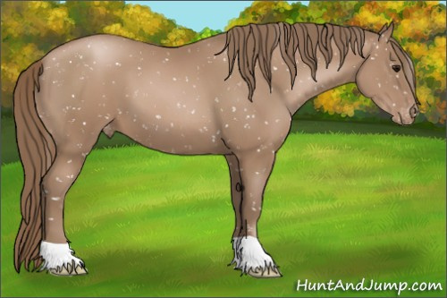 Horse Color:Black Pearl Appaloosa 