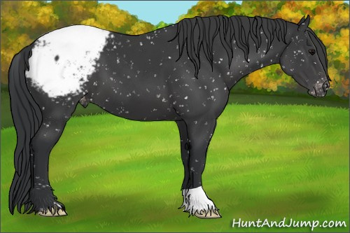 Horse Color:Black Appaloosa 