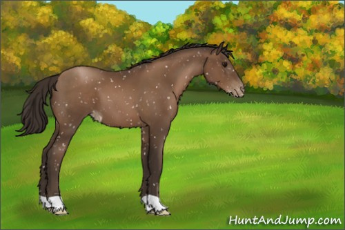 Horse Color:Gray Black Pearl Appaloosa 