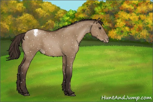 Horse Color:Gray Grullo Pearl Appaloosa 