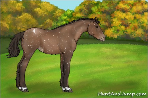 Horse Color:Gray Black Pearl Appaloosa 