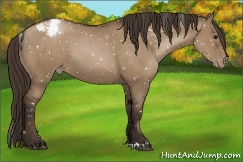 Horse Color:Gray Grullo Pearl Appaloosa 