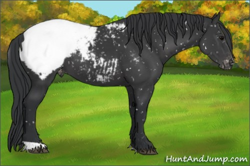 Horse Color:Black Appaloosa 