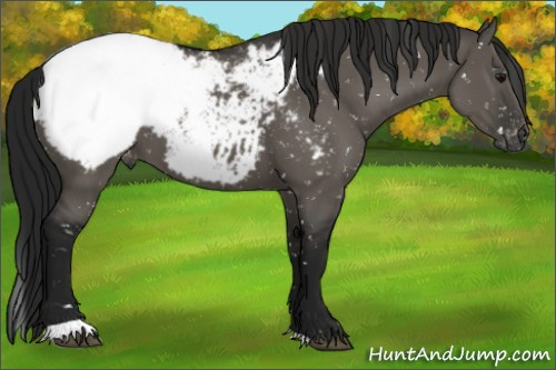 Horse Color:Gray Grullo Appaloosa 