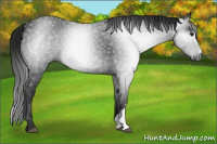 Horse Color:Gray Black