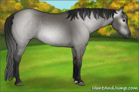 Horse Color:Gray Grullo 
