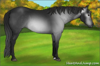 Horse Color:Gray Black 