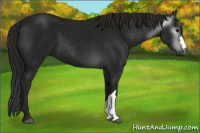 Horse Color:Gray Smoky Black 