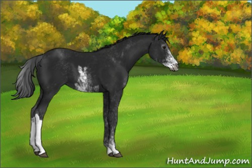 Horse Color:Gray Black Sabino