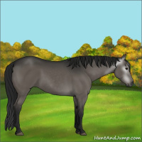 Horse Color:Gray Grullo Sabino 