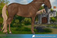 Horse Color:Chocolate Palomino 