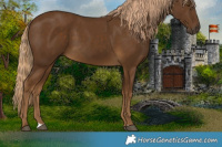 Horse Color:Chocolate Palomino 