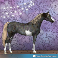 Horse Color:Midnight Chocolate Palomino Ice Rabicano 
