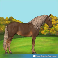 Horse Color:Chocolate Palomino 