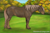 Horse Color:Chocolate Palomino 