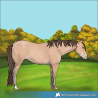 Horse Color:Amber Champagne 