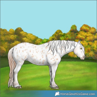 Horse Color:Amber Champagne Appaloosa 