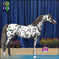 Horse Color:Smoky Black Near Leopard Rabicano 