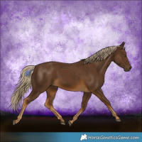 Horse Color:Chocolate Palomino 