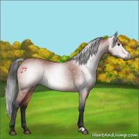 Horse Color:Gray Bay 