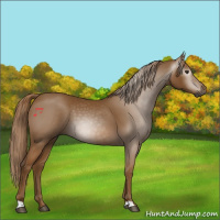 Horse Color:Gray Chestnut 