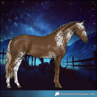 Horse Color:White Spotted Chocolate Palomino 