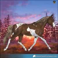 Horse Color:White Spotted Chocolate Palomino Tobiano 
