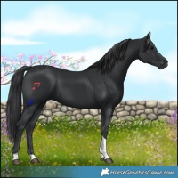 Horse Color:Black Tobiano 