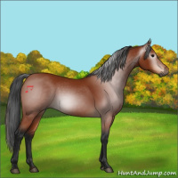 Horse Color:Gray Bay 