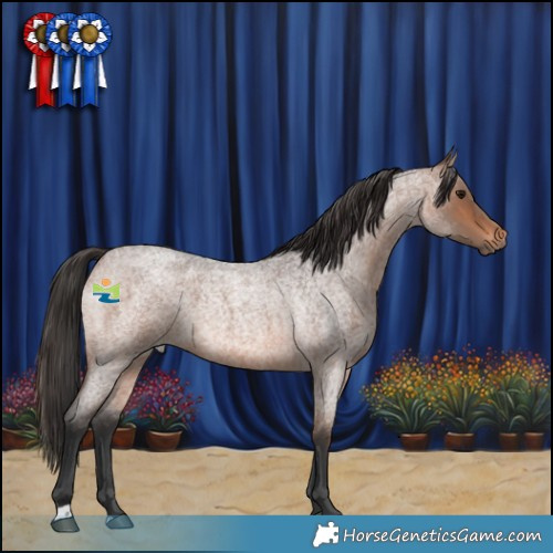 Horse Color:Brown Roan 