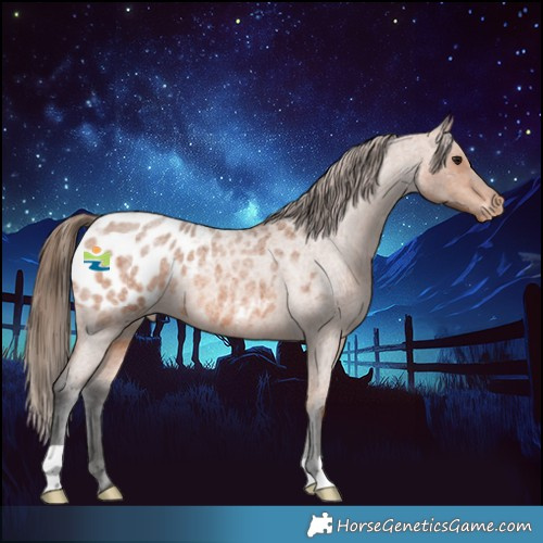 Horse Color:Bay Roan Appaloosa 