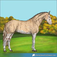 Horse Color:Red Dun Splash  and Palomino Dun Splash 