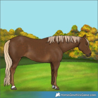 Horse Color:Chocolate Palomino 