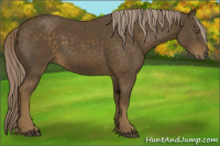 Horse Color:Chocolate Palomino 