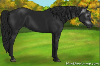 Horse Color:Gray Black 