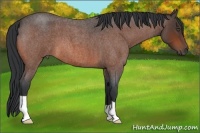 Horse Color:Bay Roan 
