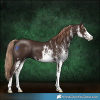 Horse Color:White Spotted Liver Chestnut 