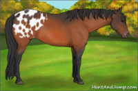 Horse Color:Bay Blanket