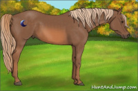 Horse Color:Chestnut Rabicano