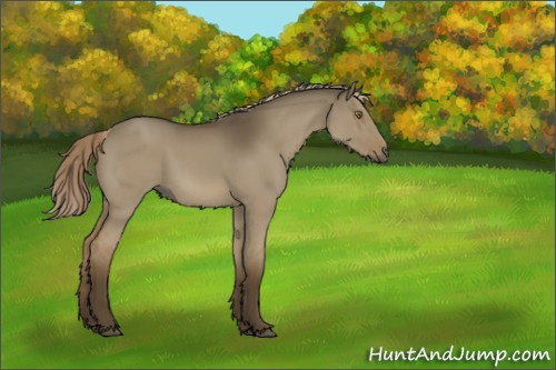 Horse Color:Chocolate Palomino Dun 