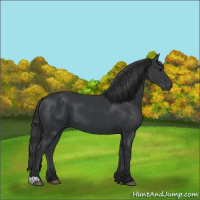 Horse Color:Black 