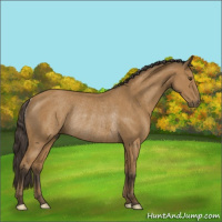 Horse Color:Buckskin Rabicano